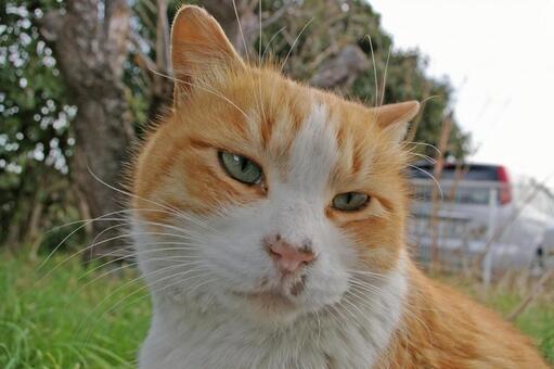首をかしげる公園の茶トラ猫 ネコ,ノラ猫,茶トラ猫の写真素材