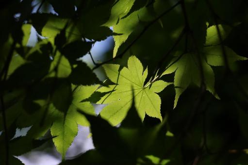 青もみじ 青もみじ もみじ,紅葉,新緑の写真素材