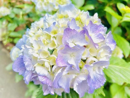 紫陽花(パステル) 紫陽花,あじさい,パステルの写真素材