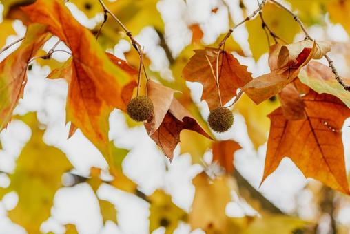 スズカケの実 紅葉,プラタナス,モミジバスズカケノキの写真素材