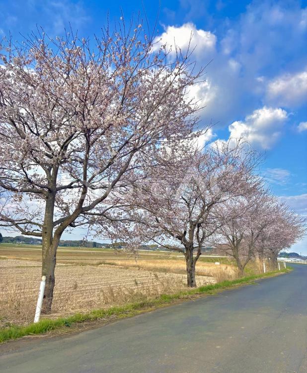 桜並木 桜,お花見,春の写真素材