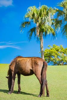 鹿児島　開聞山麓自然公園（トカラ馬牧場） 開聞山麓自然公園,トカラ馬牧場,開聞岳の写真素材