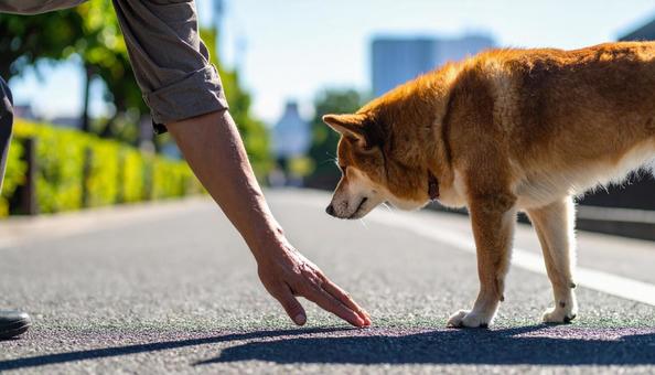 真夏、愛犬との散歩前に地面の温度を確認 真夏、愛犬との散歩前に地面の温度を確認の写真