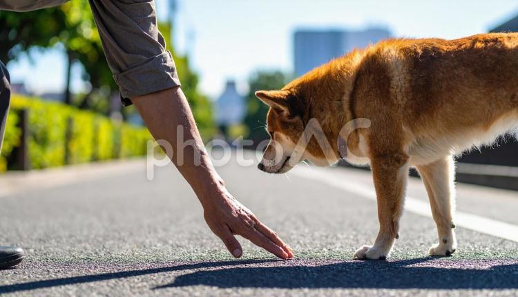 真夏、愛犬との散歩前に地面の温度を確認 熱中症予防,火傷予防,温度確認の写真素材