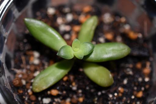 Photo, succulent plants, inscription, sprout, 