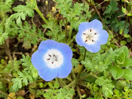 Photo, nemophila, flower, plant, 