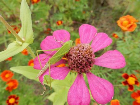 【花の写真】 ヒャクニチソウ（百日草）の写真