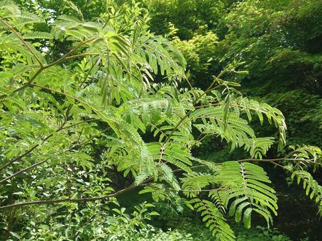 ネムノキ ネムノキ,木,樹木の写真素材