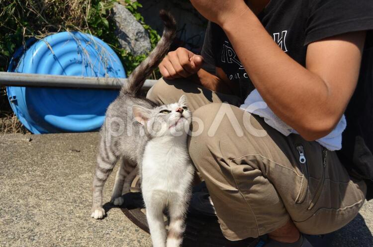 人懐こい一匹の猫 猫,一匹,灰色の写真素材