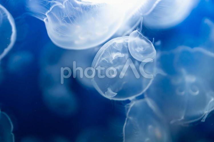 見とれてしまう美しいクラゲ くらげ,海月,浮遊生物の写真素材