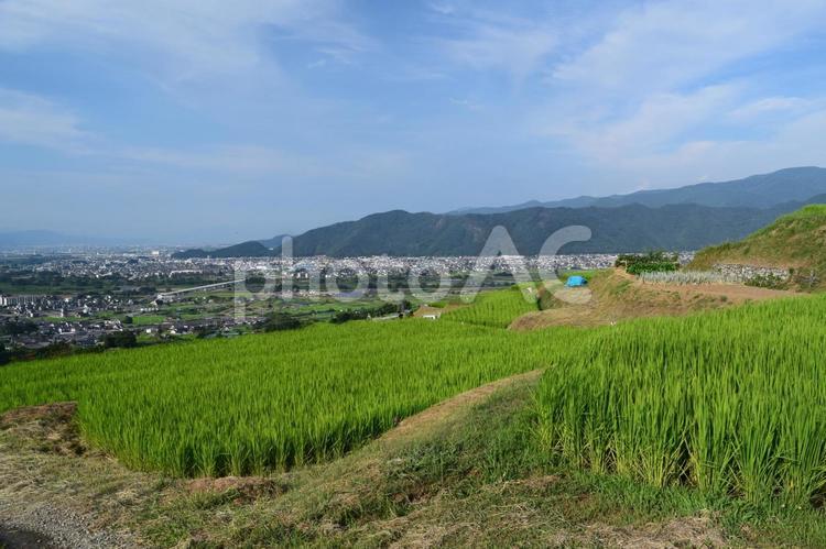 姨捨山の棚田 姨捨山,棚田,田んぼの写真素材