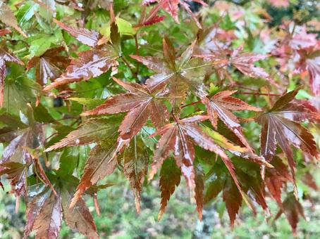 雨上がりの紅葉 雨上がりの紅葉 紅葉,秋,もみじの写真素材