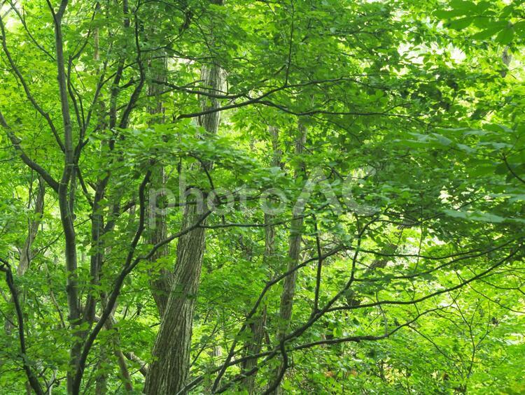 森の風景 木,葉,枝の写真素材