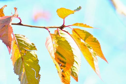 紅葉した桜の葉 そのまんま公園,小高い丘,紅葉の写真素材