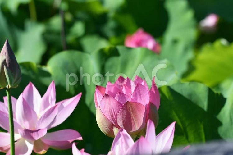 星名池の蓮の花 自然,フラワー,風景の写真素材
