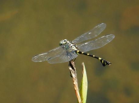 【昆虫写真】ウチワヤンマ(団扇蜻蜒) 【昆虫写真】ウチワヤンマ(団扇蜻蜒)の写真