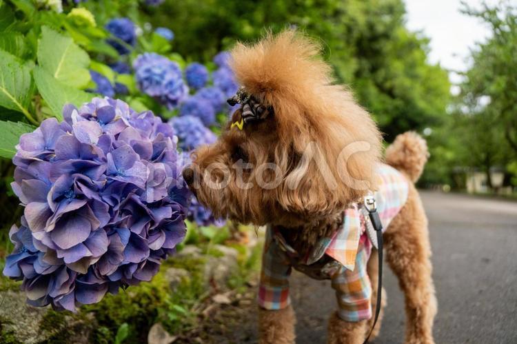 紫陽花とトイプードル トイプードル,トイプー,夏の写真素材