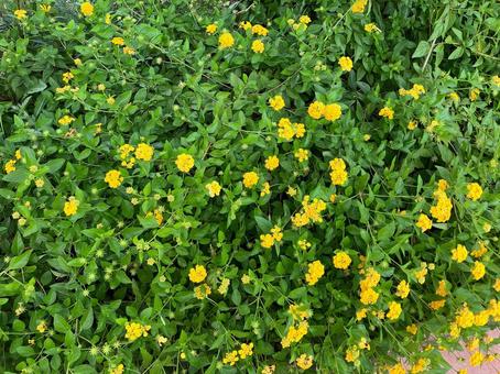 黄色いコバノランタナの花 コバノランタナ,花,道端の写真素材
