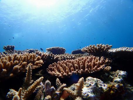 沖縄の青い海　ダイビング ダイビング,スキューバダイビング,海の写真素材