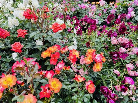 色とりどりの薔薇 色とりどりの薔薇の写真