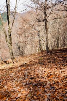 Photo, forest, hardwoods, autumn, 
