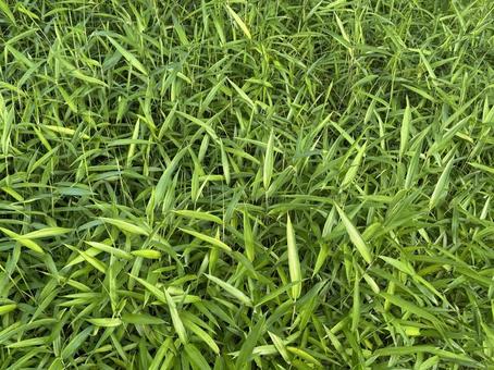 初夏の草むら 初夏の草むら,初夏,草の写真素材