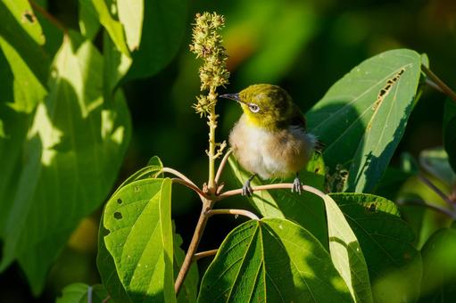 メジロ⒅ メジロ⒅ メジロ,小鳥,野鳥の写真素材