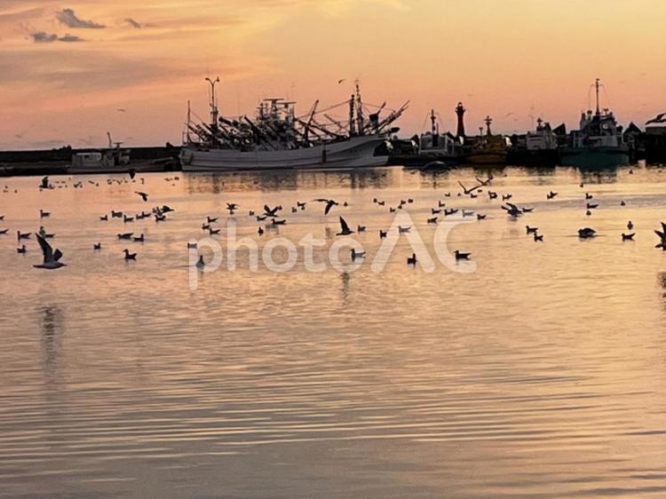夕焼けと鳥　北海道　13812 鳥,自然,反射の写真素材
