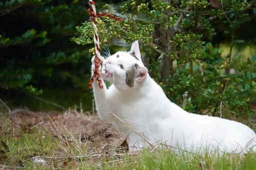 おもちゃで遊ぶシロキジネコ おもちゃで遊ぶシロキジネコ ネコ,保護猫,ニャンコの写真素材