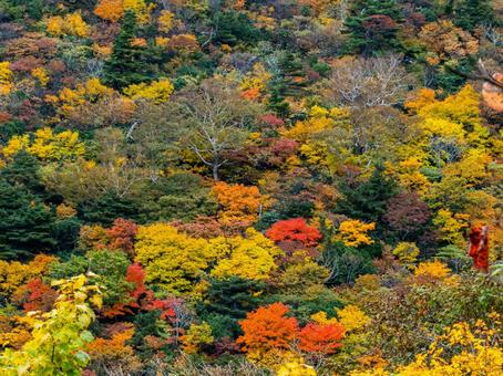紅葉の栗駒山(須川岳) 紅葉の栗駒山(須川岳) 栗駒山,須川岳,神の絨毯の写真素材