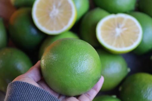 マイヤーレモン マイヤーレモン,国産レモン,レモンの写真素材