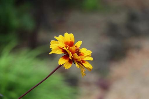 黄色の花びらのテンニンギクの花のアップ 黄色,花びら,テンニンギクの写真素材