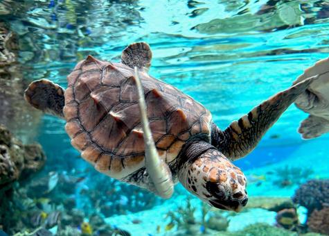 ウミガメ ウミガメ,亀,生き物の写真素材