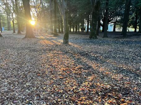 落ち葉 落ち葉,太陽光,紅葉の写真素材