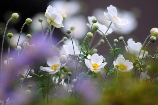 シュウメイギク-34 シュウメイギク-34の写真