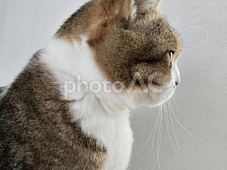 キジシロの横顔 猫,ネコ,ペットの写真素材