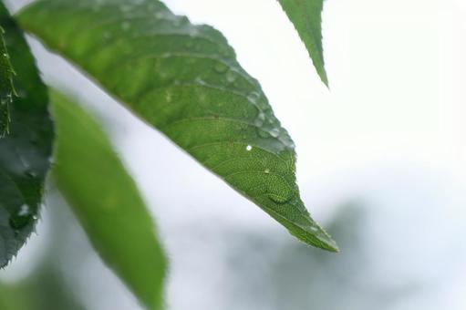 梅雨 梅雨の写真