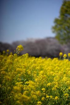 春の陽光に輝く菜の花畑 菜の花,菜の花畑,黄色い花の写真素材