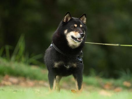 お散歩中の黒柴(柴犬) お散歩中の黒柴(柴犬) 犬,柴犬,黒柴の写真素材