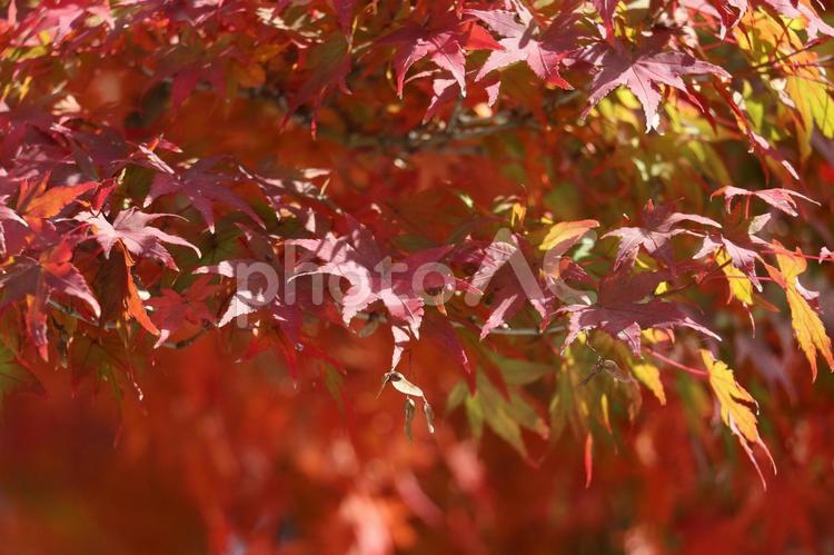 京都の紅葉、真っ赤に染まったもみじ 紅葉,もみじ,京都の写真素材