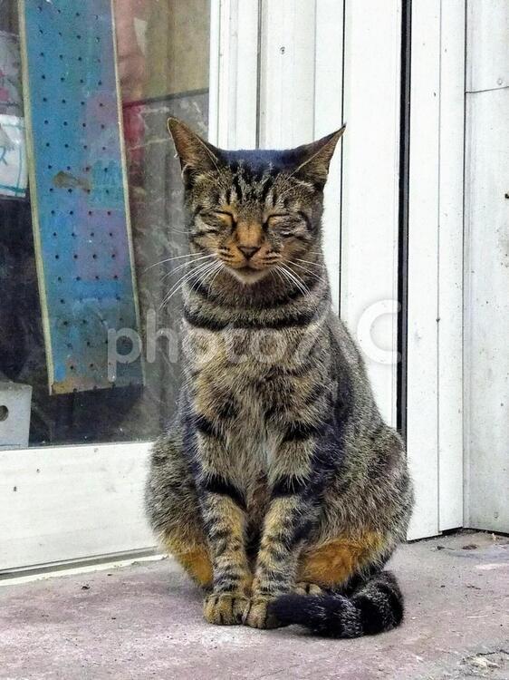 商店街の片隅で目を閉じる美しい野良猫 猫,動物,子猫の写真素材