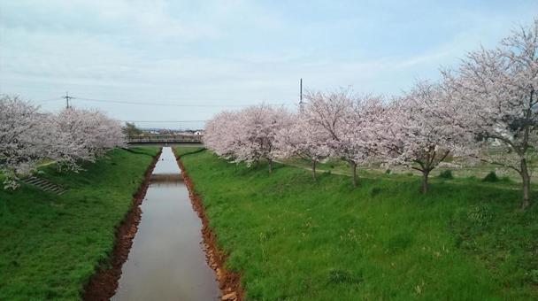 さくら1 さくら1の写真