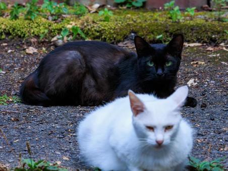 いつも仲良しな白と黒の野良猫です。 いつも仲良しな白と黒の野良猫です。の写真