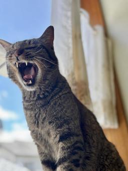 猫 キジトラ あくび 日向ぼっこ 猫 キジトラ あくび 日向ぼっこ 猫,ネコ,キジトラの写真素材