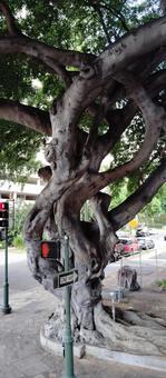 絡み合うガジュマルの木の根 絡み合うガジュマルの木の根 banyantree,ガジュマル,樹木の写真素材