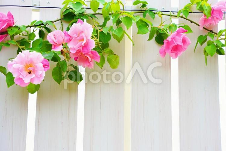 美しい薔薇と白い板のコピースペース バラ,花,ピンクの写真素材