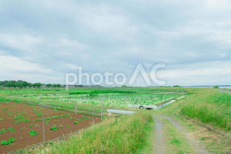 日本の田舎　素材 イメージ 田舎,田んぼ,水田の写真素材
