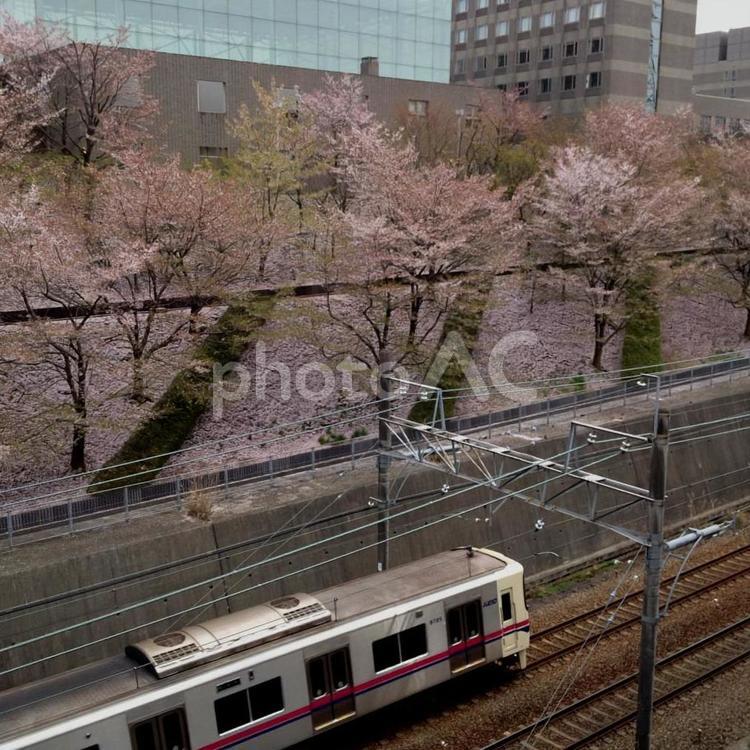 桜と線路 鉄道,旅,木の写真素材