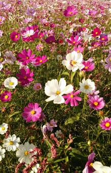 コスモス コスモス,秋,自然の写真素材