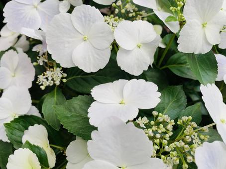 白い紫陽花 白い紫陽花の写真